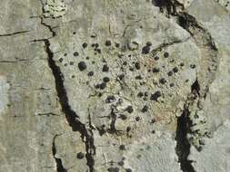 Image of lecidella lichen