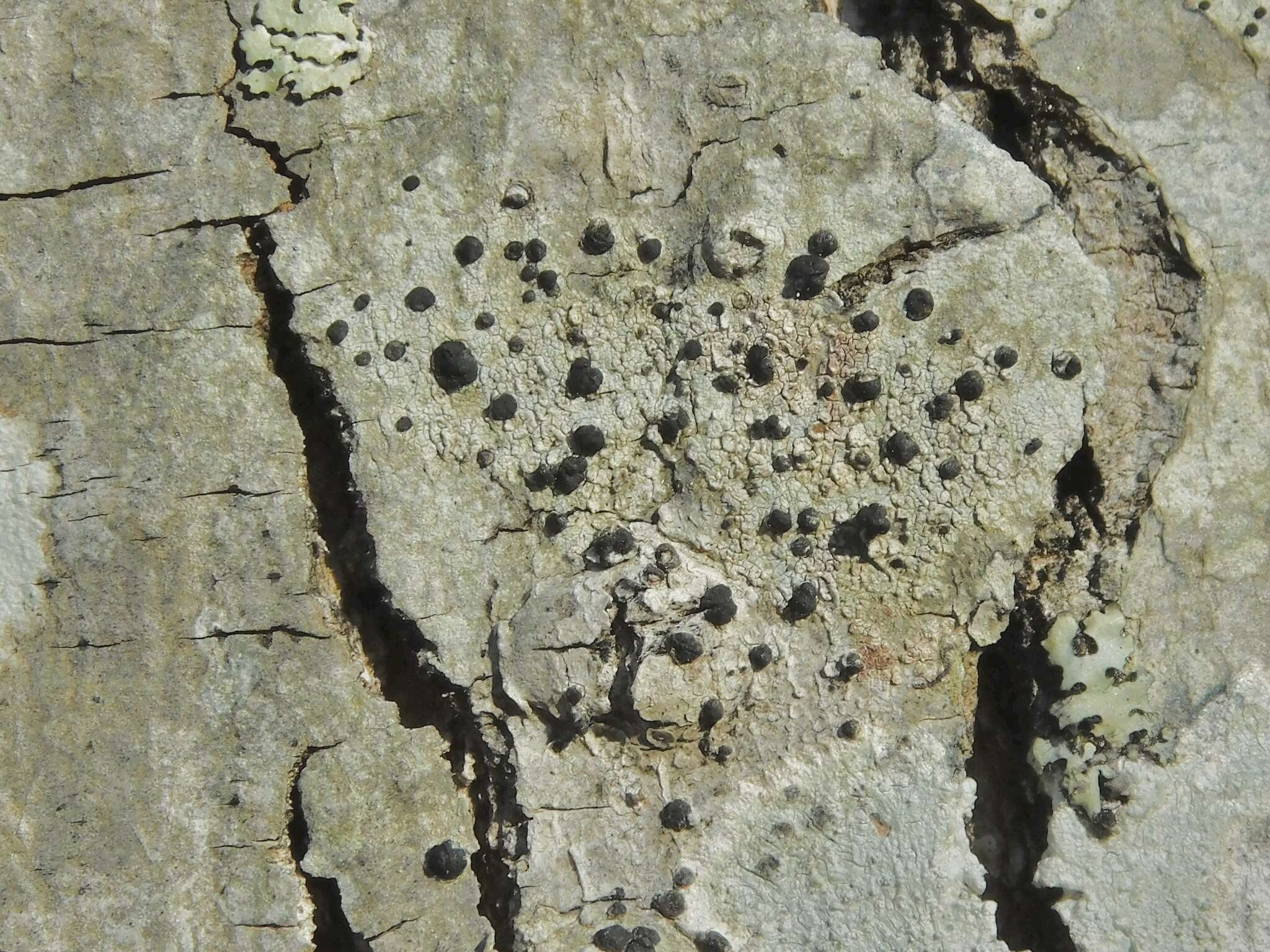 Image of lecidella lichen