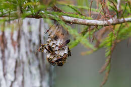 Image of Polistes bahamensis Bequard & Salt 1931