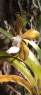 Image of Vanda wightii Rchb. fil.