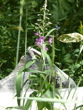 Image of <i>Chamerion angustifolium circumvagum</i>