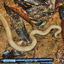 Image of Island Pipe Snake