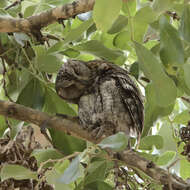 Image of African Scops Owl