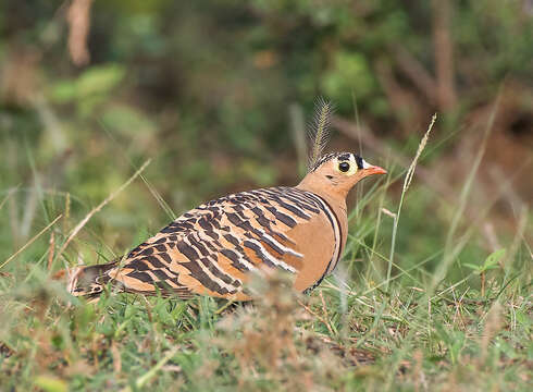 Image of Painted Sandgrouse