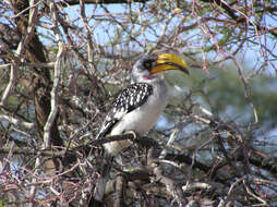 Image of Eastern Yellow-billed Hornbill