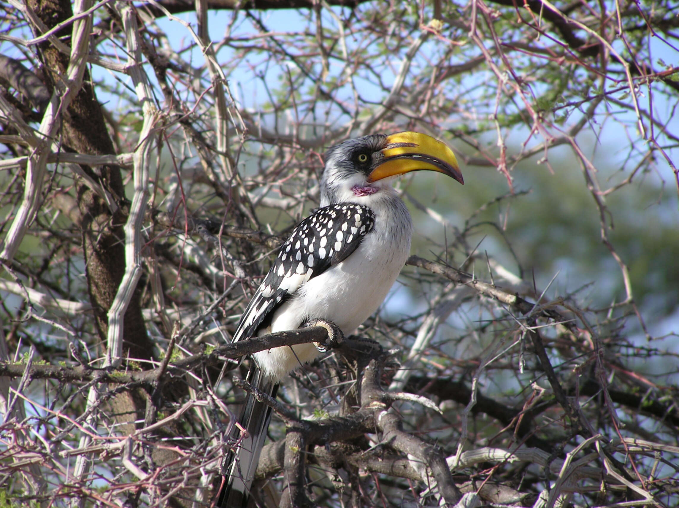 Image of Eastern Yellow-billed Hornbill