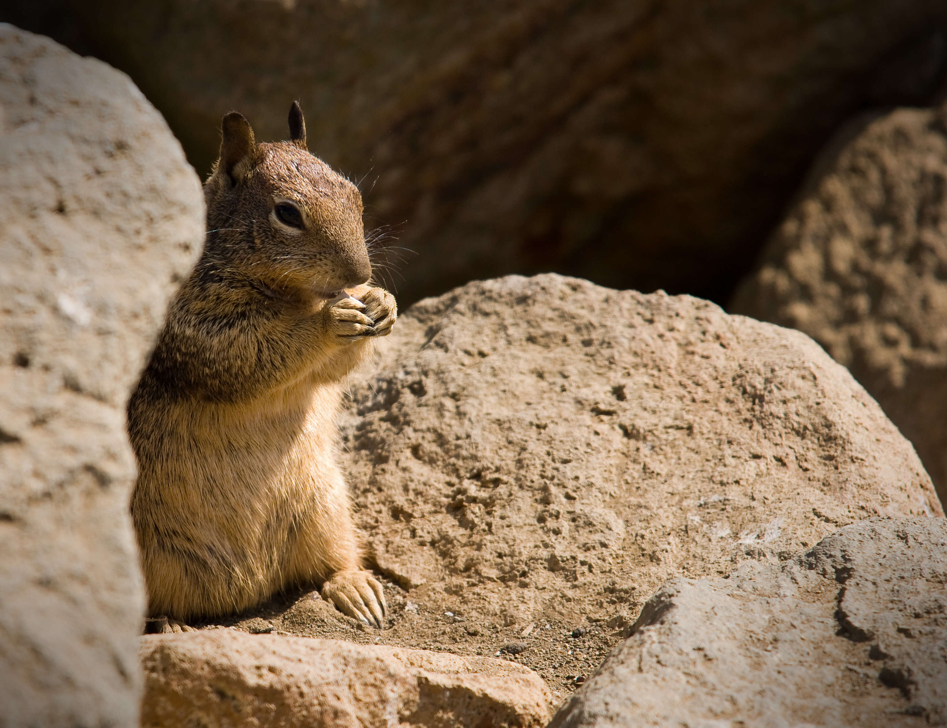 Image of Otospermophilus Brandt 1844