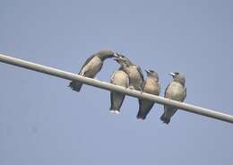 Image of Ashy Wood Swallow