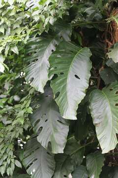 Image of Monstera dubia (Kunth) Engl. & K. Krause