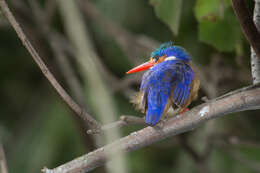 Image of Alcedo cristata