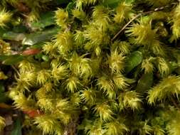 Image of Electrified Cat's Tail Moss