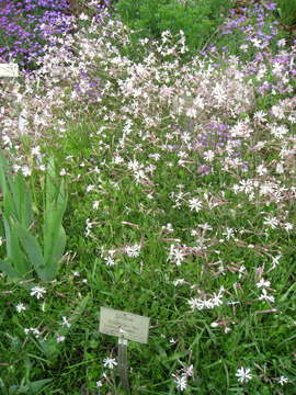 Image of Italian catchfly