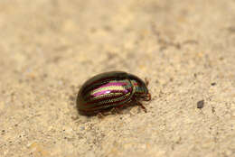 Image of Chrysolina