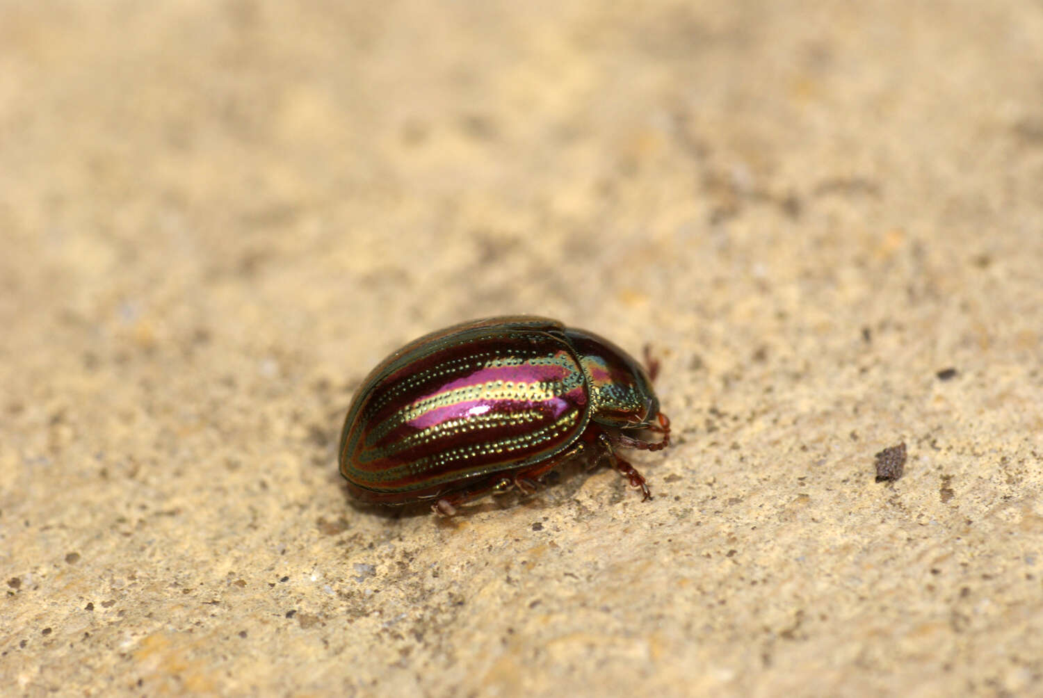 Image of Chrysolina