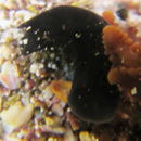 Image of Melanochlamys cylindrica Cheeseman 1881