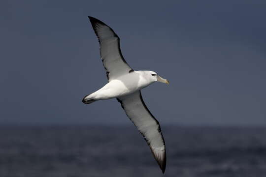 Image of Shy Albatross