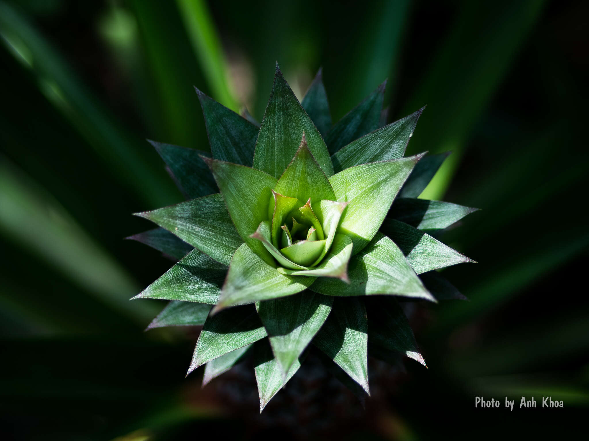 Image of Pineapples