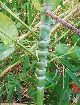 Слика од Phyllostachys aurea (André) Rivière & C. Rivière