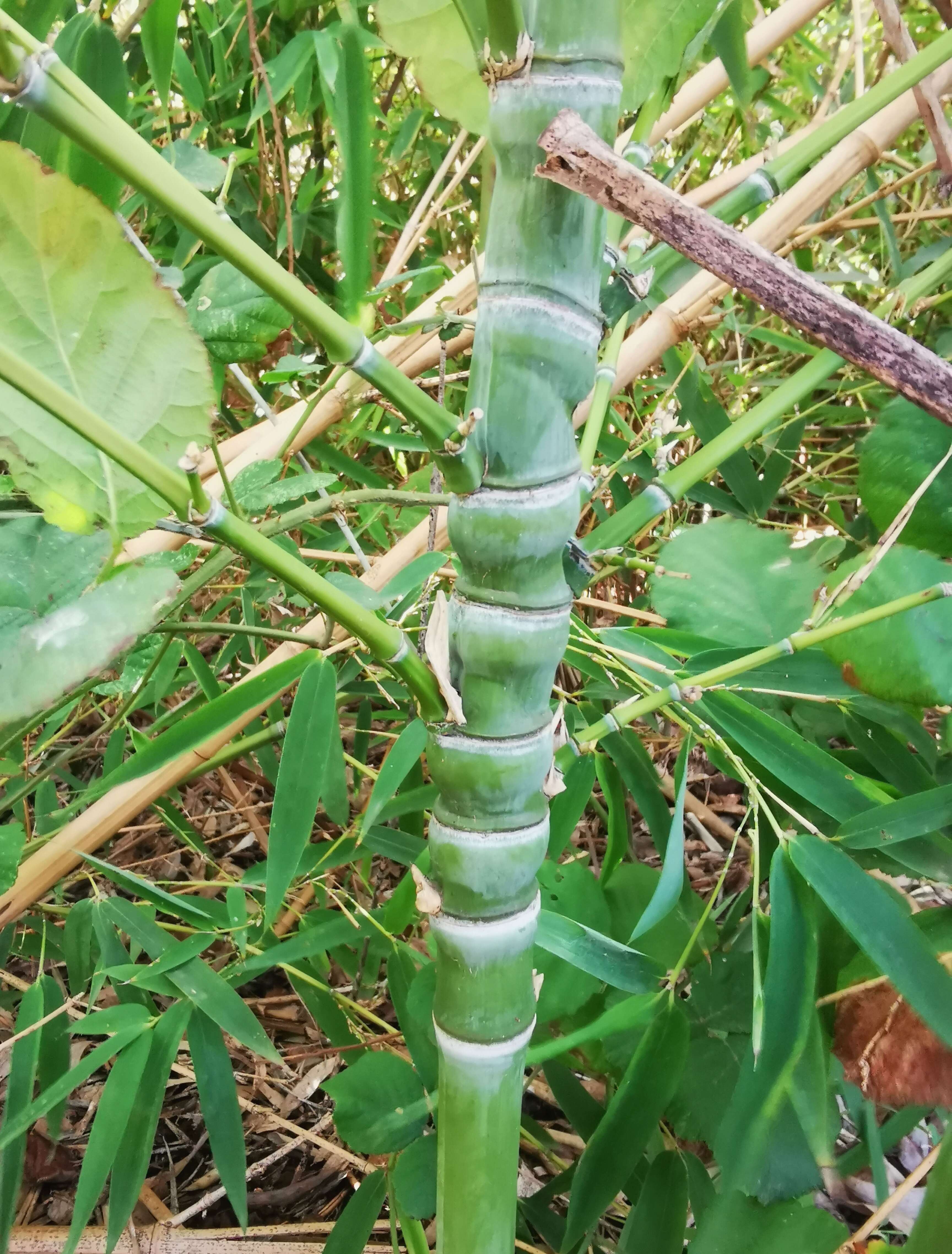 Phyllostachys aurea (André) Rivière & C. Rivière resmi