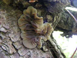 Image of Auricularia mesenterica (Dicks.) Pers. 1822