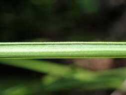 Imagem de Pennisetum alopecuroides