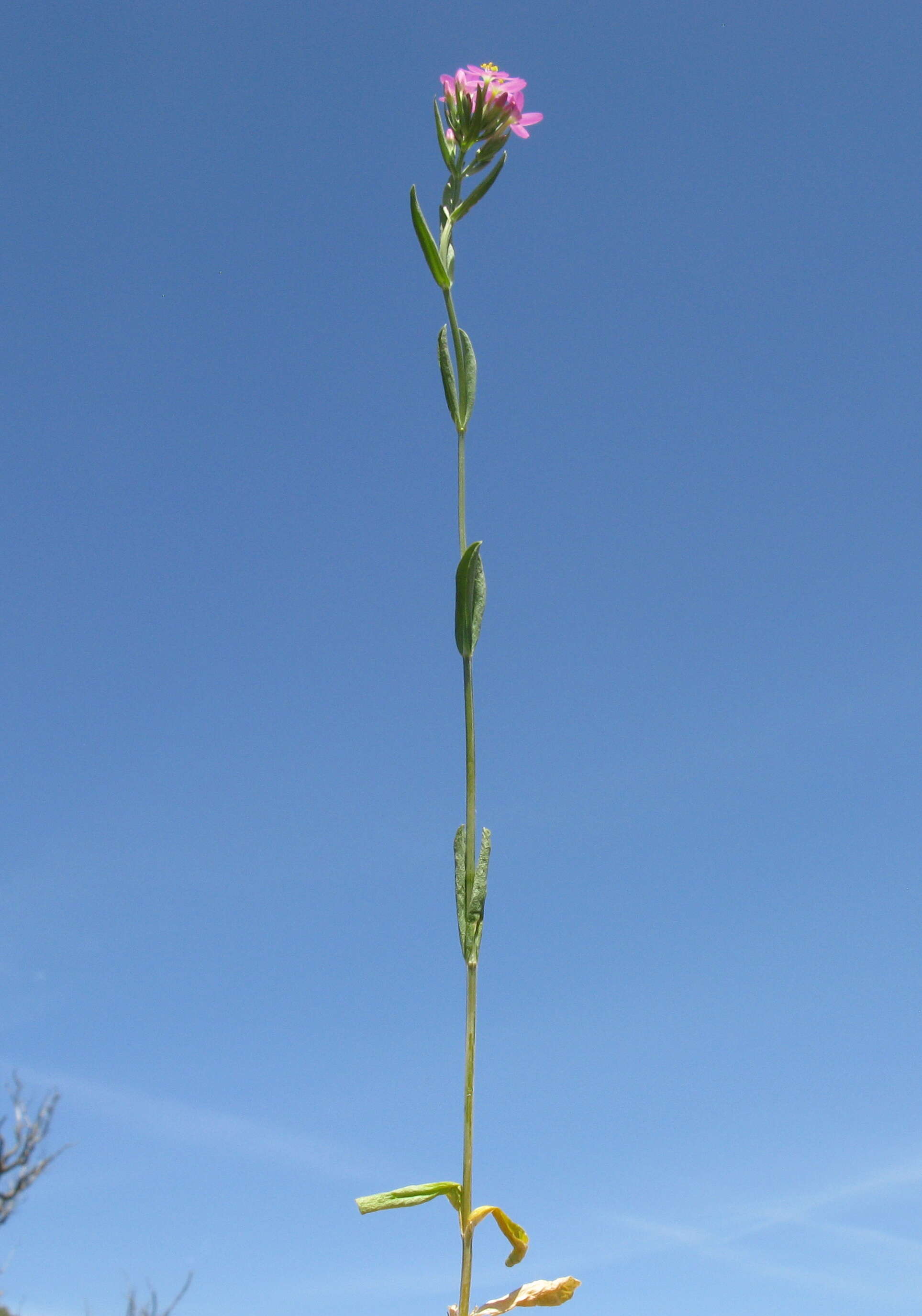 Image of slender centaury