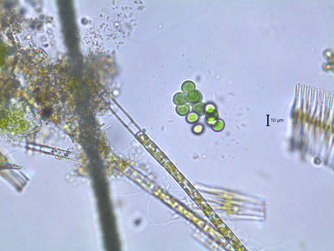 Image of <i>Chroococcus limneticus</i> Lemm