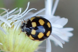 Image of <i>Coccinula quatuordecimpustulata</i>