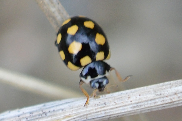 Image of <i>Coccinula quatuordecimpustulata</i>