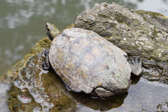 Image of Japanese Pond Turtle