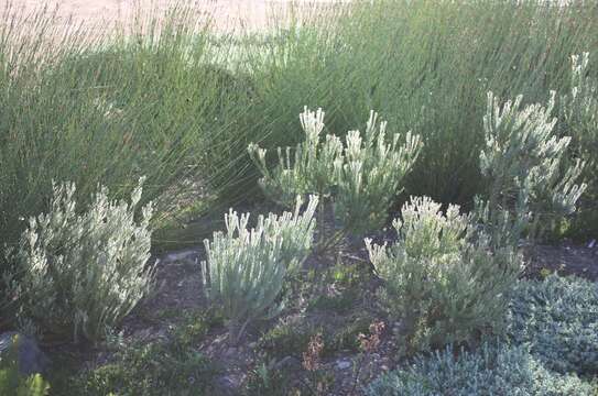 Image of Cape Flats Conebush