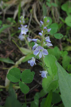 Image of Health Speedwell