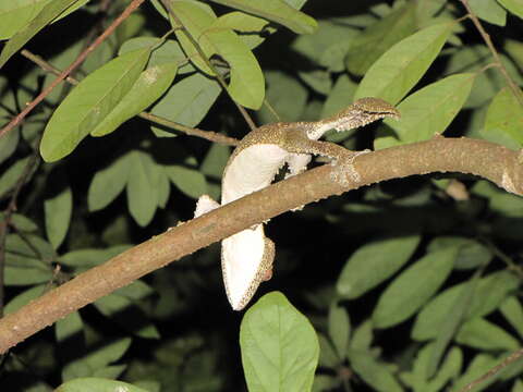 Image of Henkel’s flat-tailed gecko