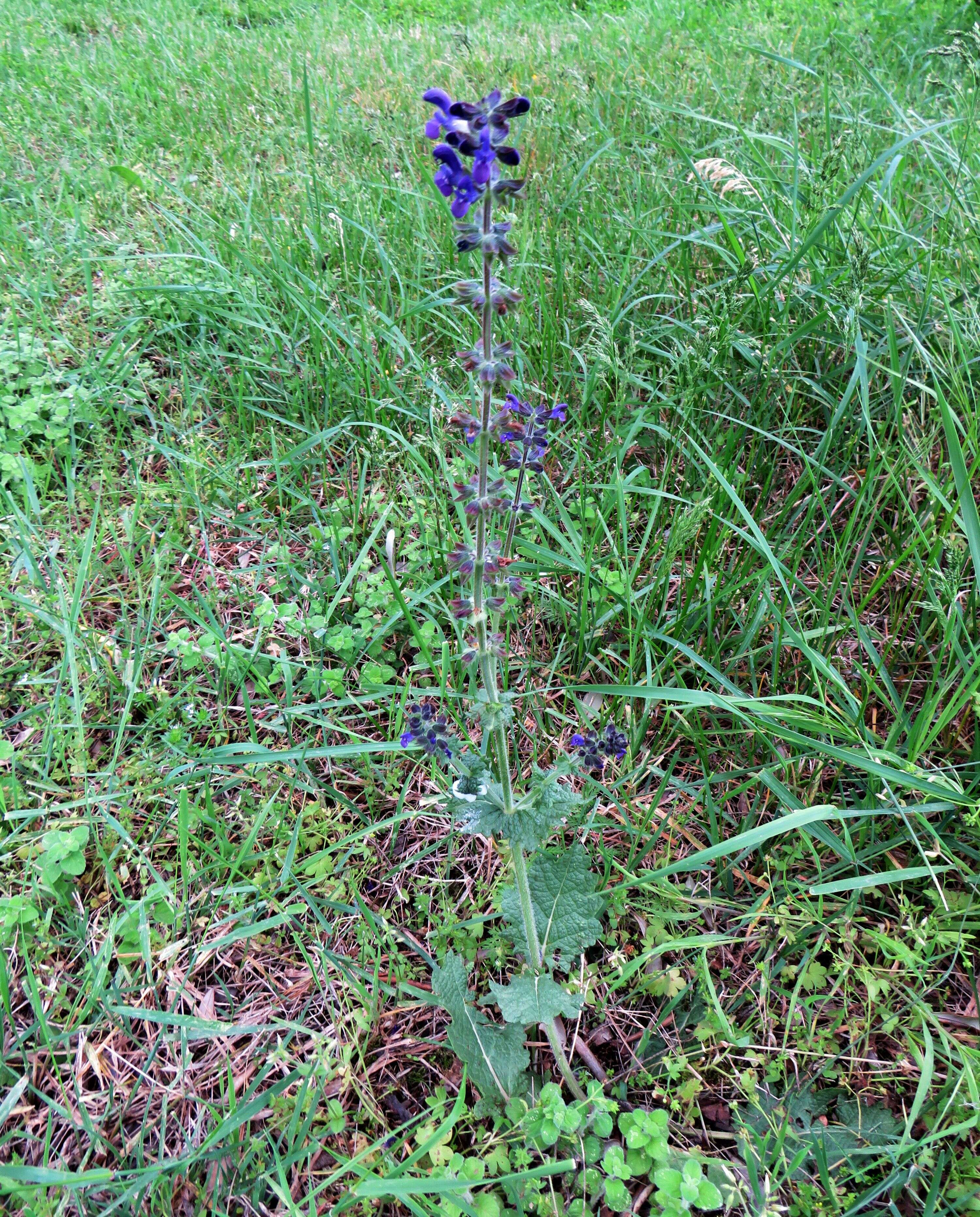 Image of verbena sage