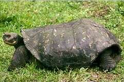 Image of Sierra Negra giant tortoise