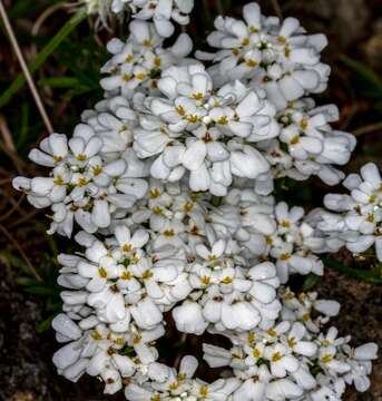 Plancia ëd Iberis saxatilis L.