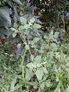 Plancia ëd Chenopodium opulifolium Schrader