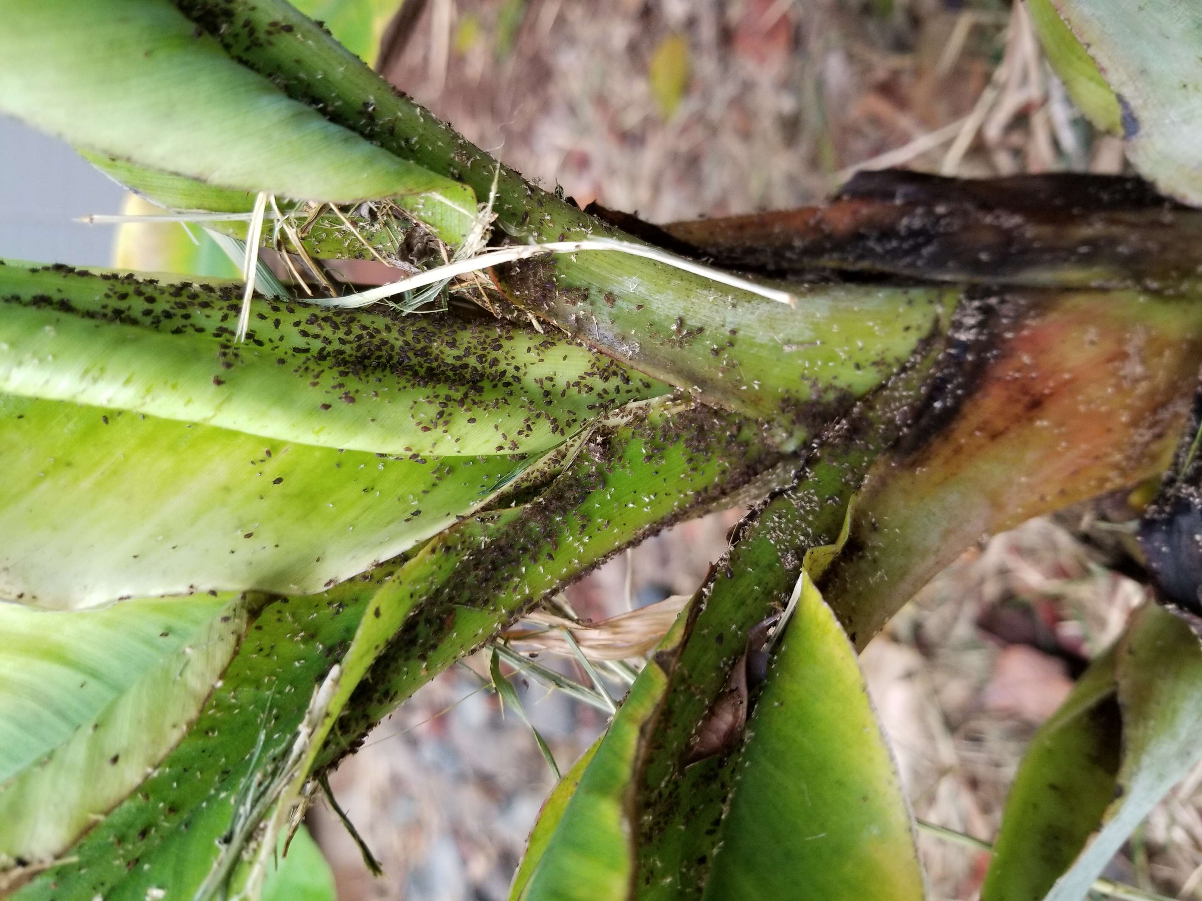 Image of Banana aphid