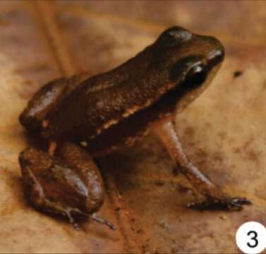 Image of Guiana Rocket Frog