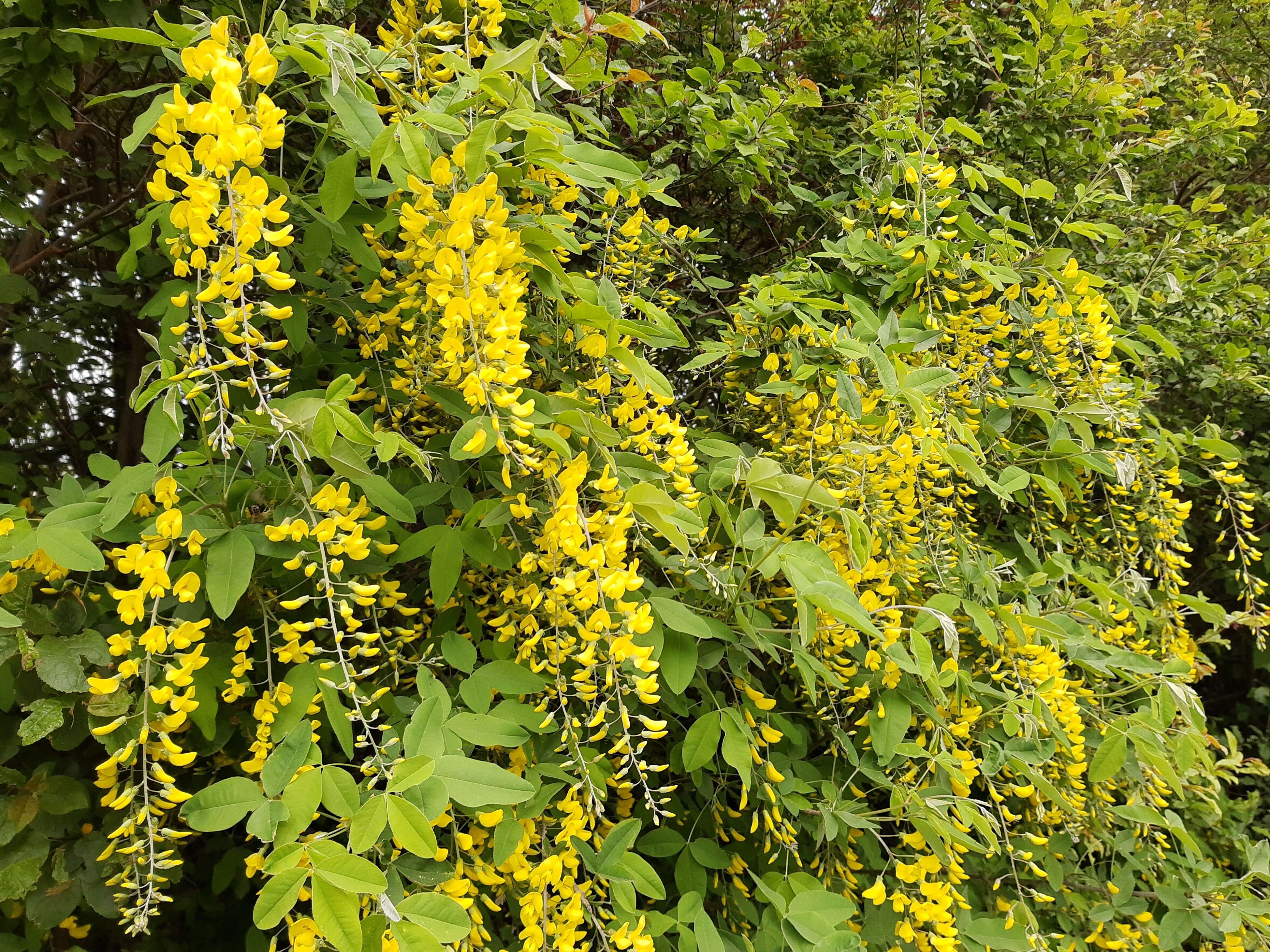 Image of Laburnum