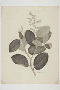 Image of Griselinia lucida (J. R. Forst. & G. Forst.) G. Forst.