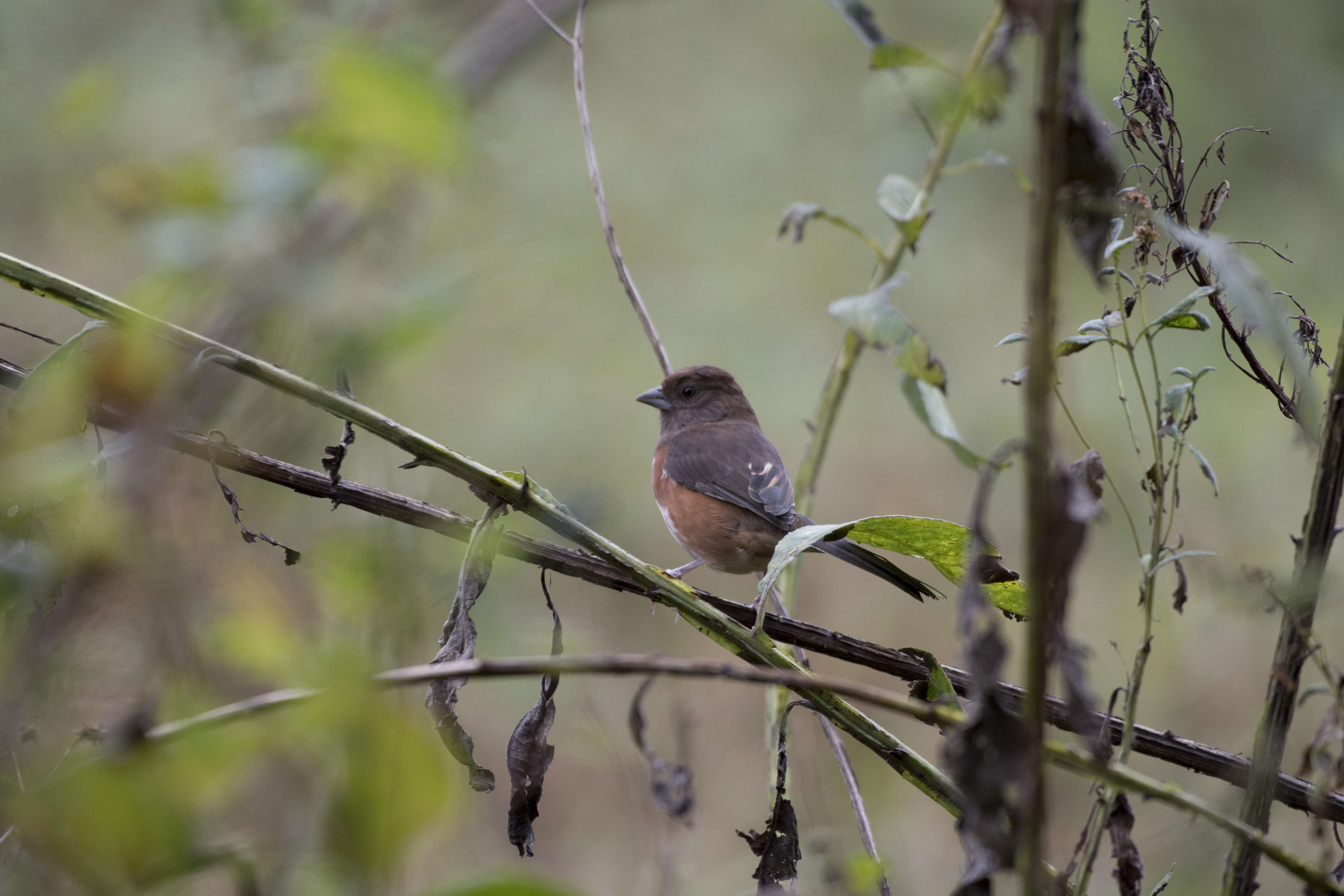 Image of Eastern Towhee