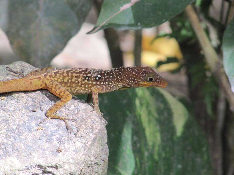 Image of Dominica Anole