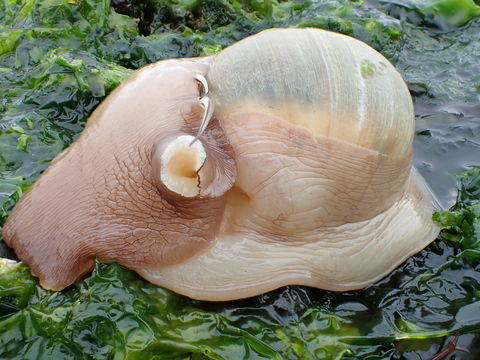 Image of Lewis' moonsnail