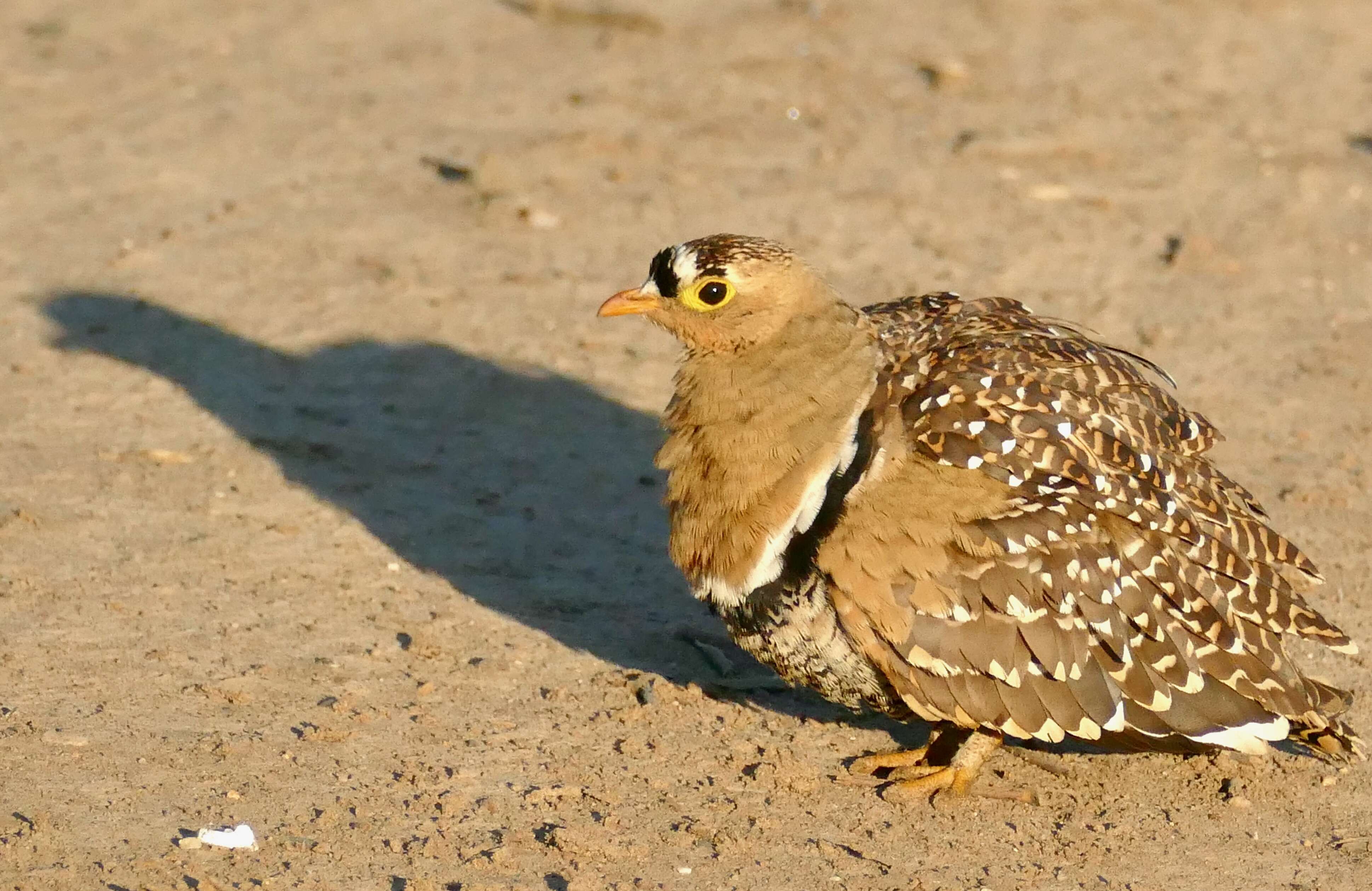 Image of Double-banded Sandgrouse