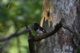 Image of Eastern Towhee