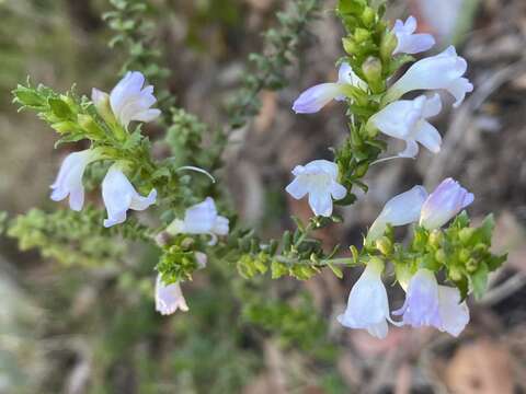 Image of Eremophila lehmanniana (Sond. ex Lehm.) R. J. Chinnock