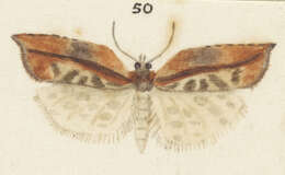 Image of brindled bell moth