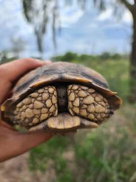 Image of Chilean Tortoise