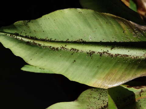 Image of Banana aphid